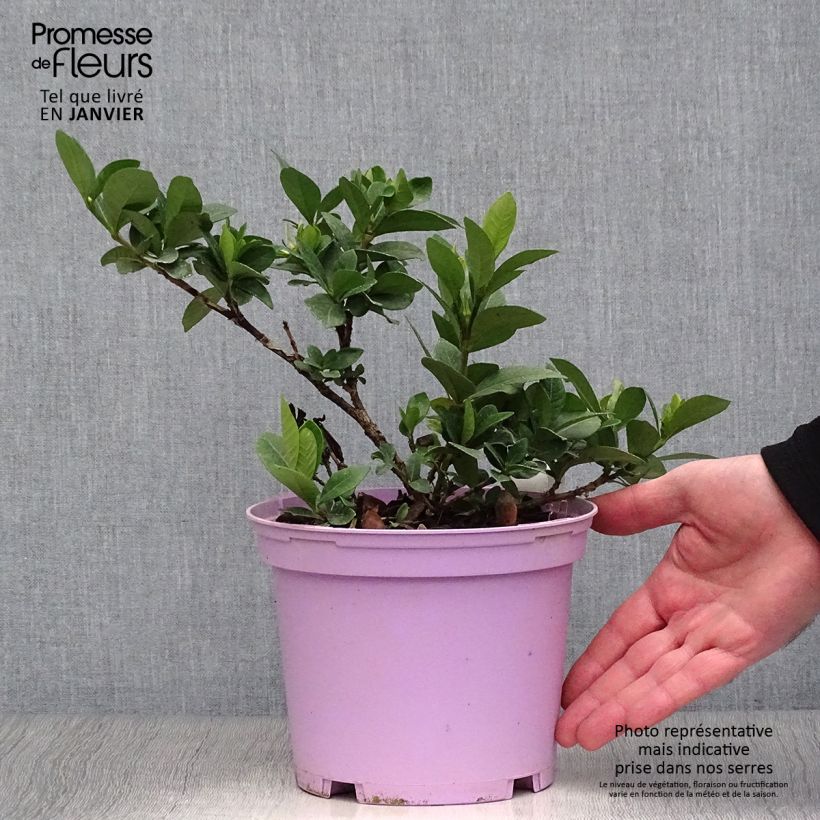 Amostra de Gardenia jasminoides Kleim's Hardy Vaso de 2 L/3 L tal como entregue no inverno