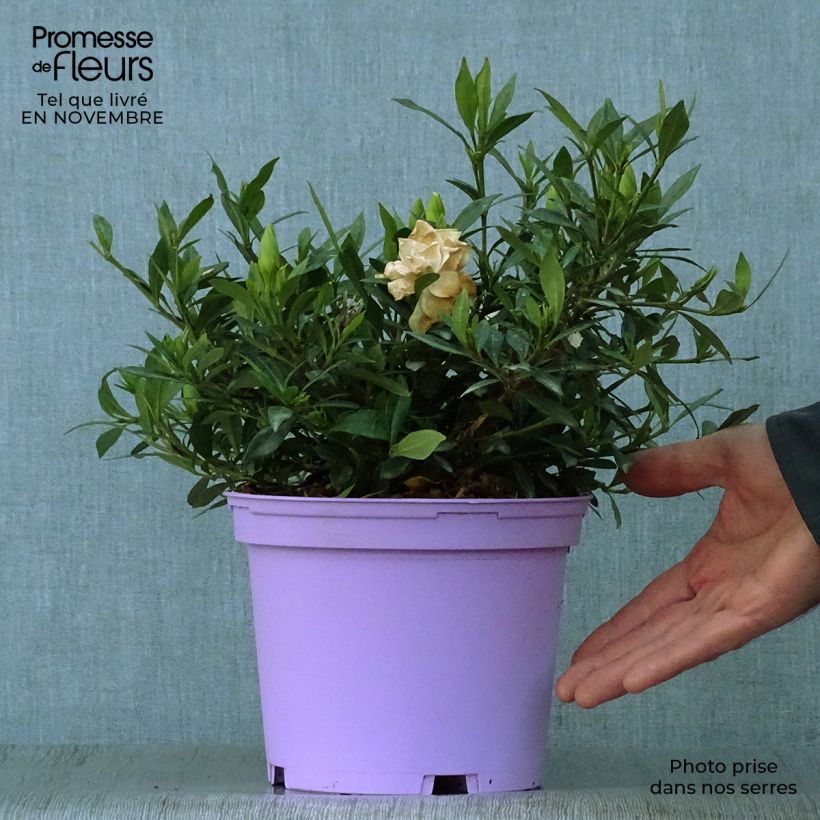 Amostra de Gardénia jasminoides Perfumed Petticoats Vaso de 2 L/3 L tal como entregue no outono