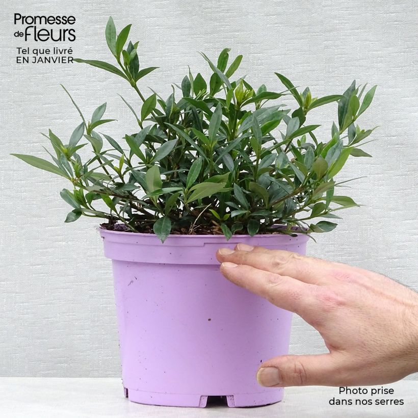 Amostra de Gardénia jasminoides Perfumed Petticoats Vaso de 2 L/3 L tal como entregue no inverno