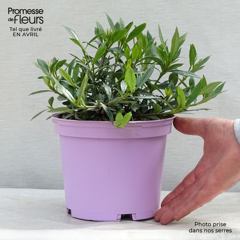 Amostra de Gardénia jasminoides Perfumed Petticoats Vaso de 2 L/3 L tal como entregue na primavera