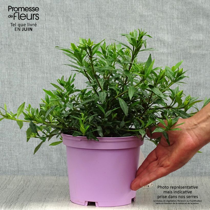 Amostra de Gardénia jasminoides Perfumed Petticoats Vaso de 2 L/3 L tal como entregue no verão