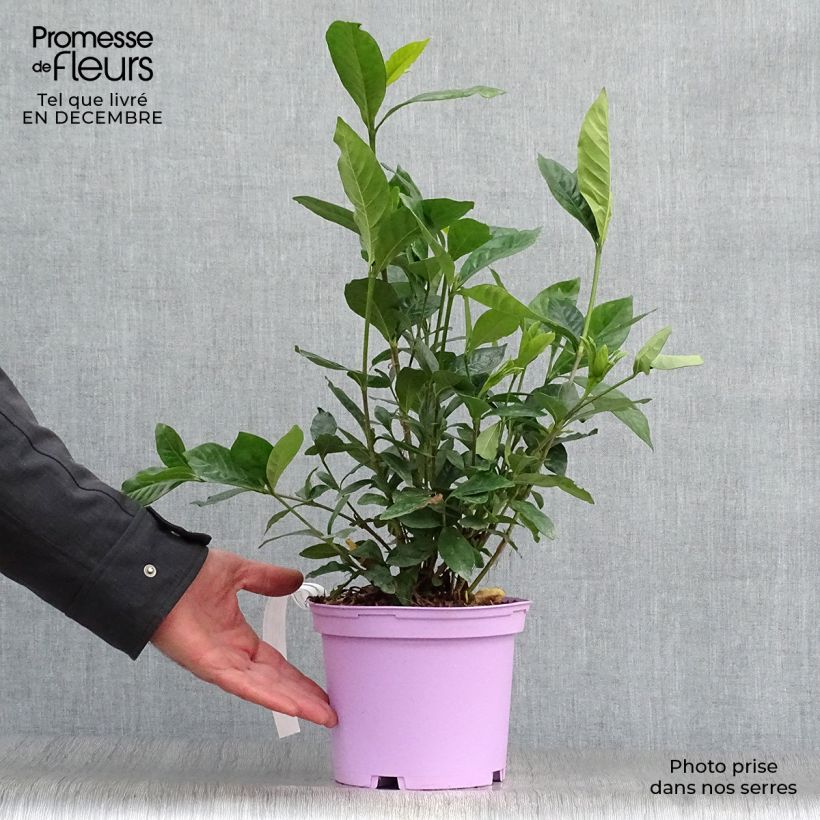 Amostra de Gardenia jasminoides Summer Snow Vaso de 3 L/4 L tal como entregue no inverno