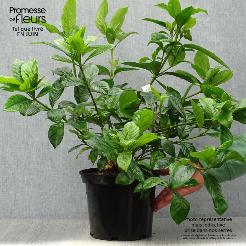 Amostra de Gardénia jasminoides Summer Snow Vaso de 3 L/4 L tal como entregue no verão