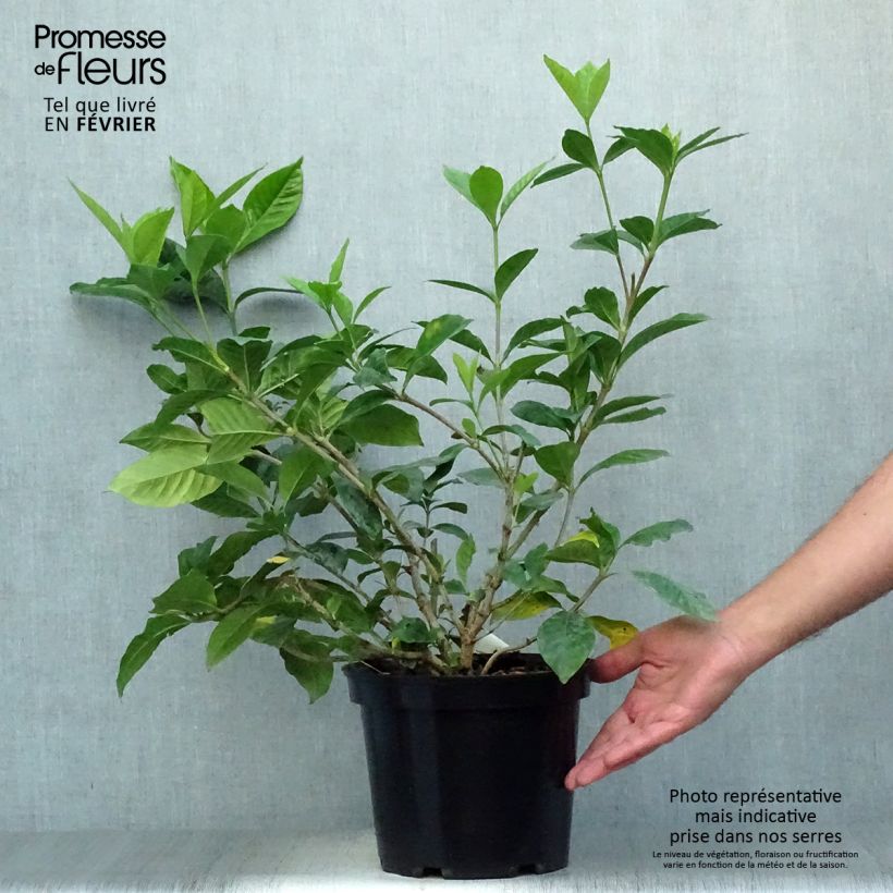 Amostra de Gardénia jasminoides Summer Snow Vaso de 3 L/4 L tal como entregue no outono