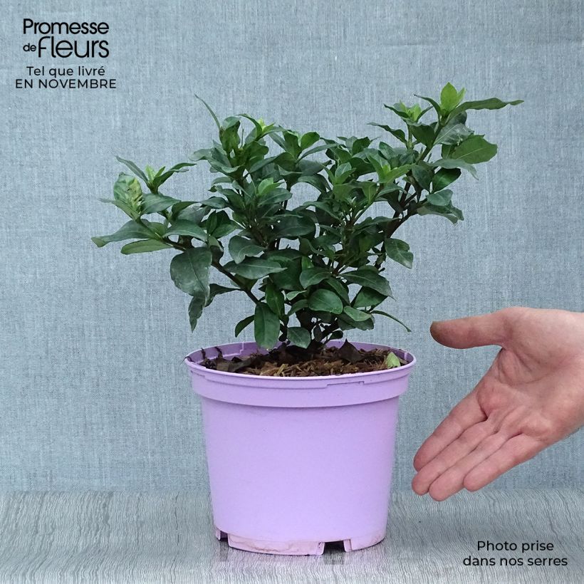 Amostra de Gardénia Pinwheel Vaso de 2 L/3 L tal como entregue no outono
