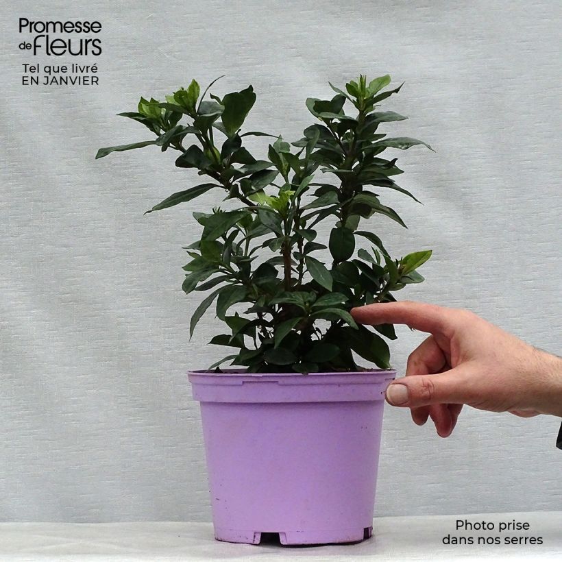 Amostra de Gardénia rustique Pinwheel Vaso de 2 L/3 L tal como entregue no inverno