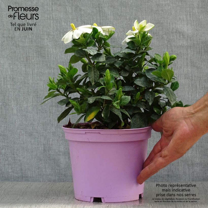 Amostra de Gardénia Pinwheel Vaso de 2 L/3 L tal como entregue no verão