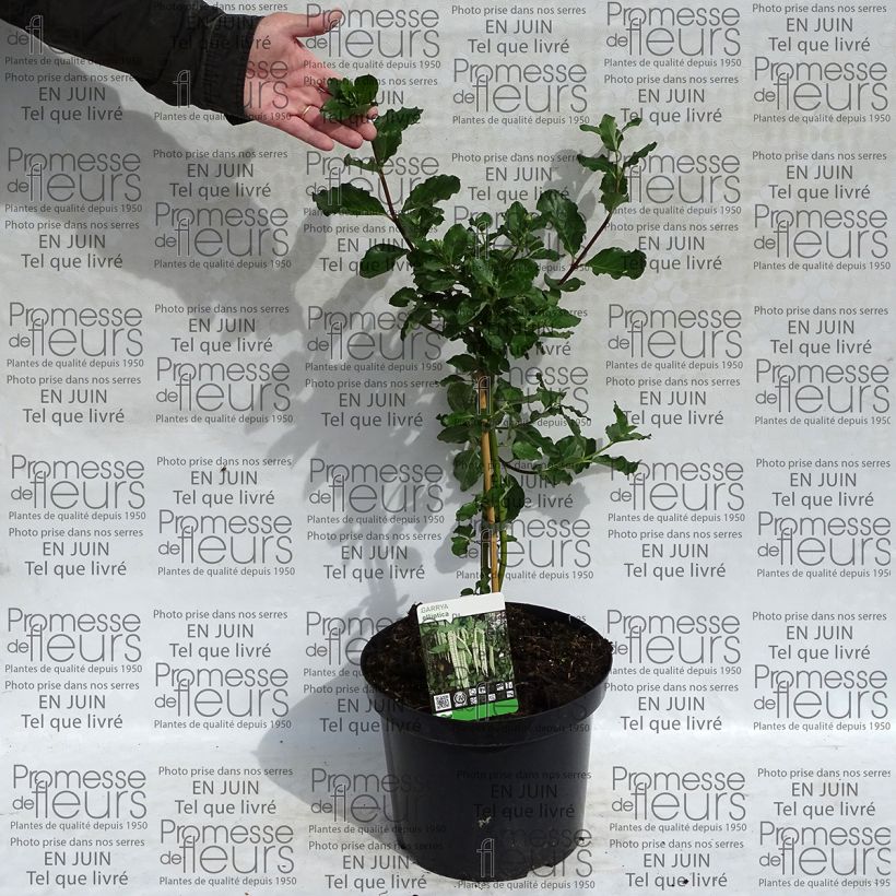 Exemplo de amostra de Garrya elliptica - Garrya à feuilles elliptiques Vaso de 7,5 L/10 L tal como entregue