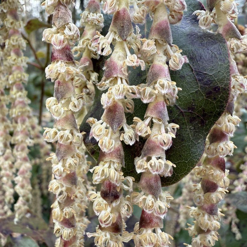 Garrya elliptica (Floração)