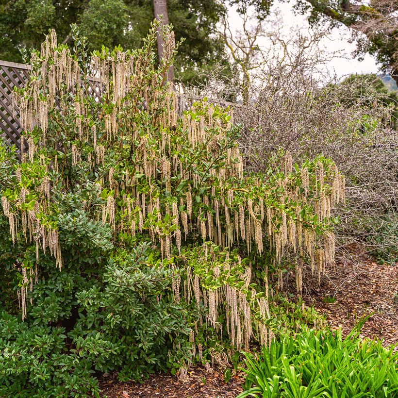 Garrya elliptica (Hábito)