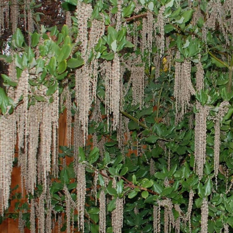Garrya elliptica James Roof (Floração)