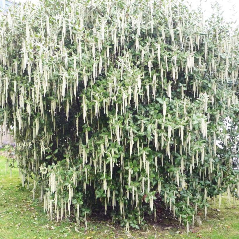 Garrya elliptica James Roof (Hábito)