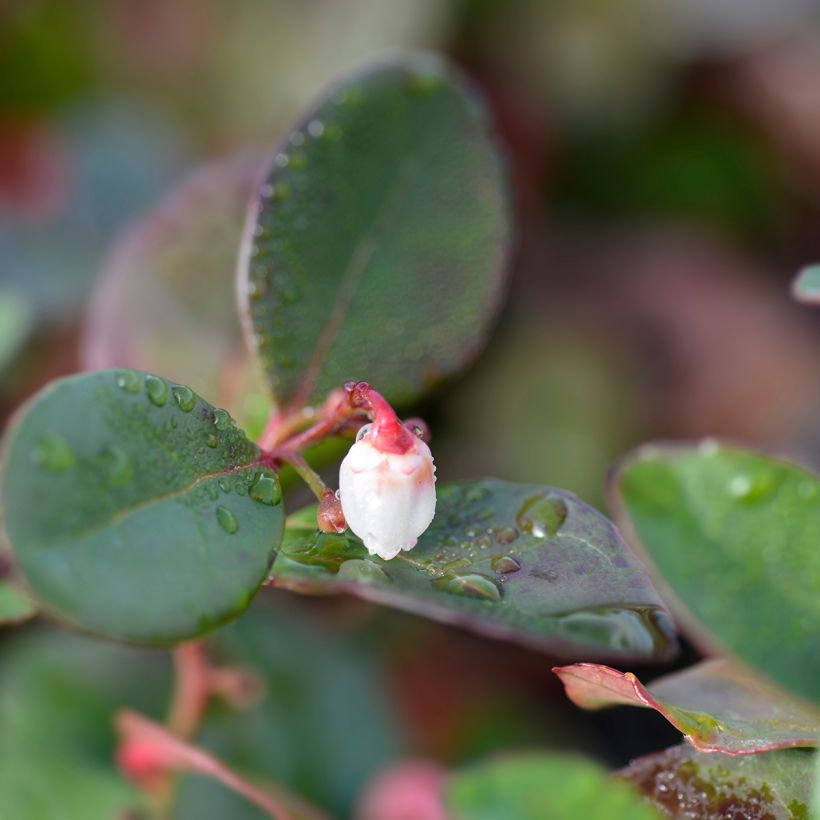 Gaultheria procumbens Big Berry (Floração)
