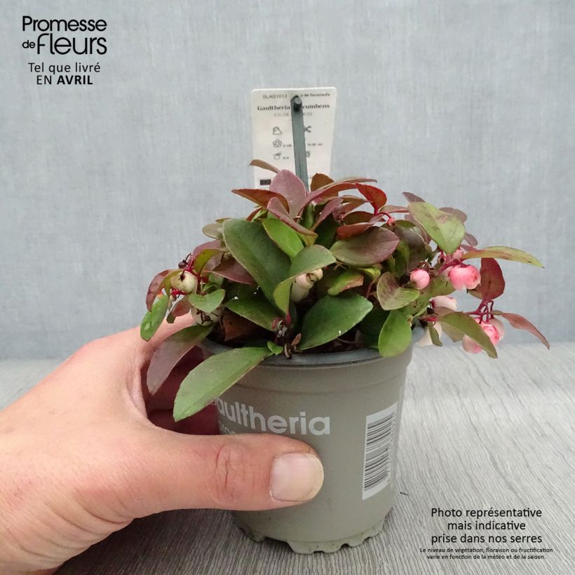 Amostra de Gaultheria procumbens Color Surprise Vaso de 10 cm/11 cm tal como entregue na primavera