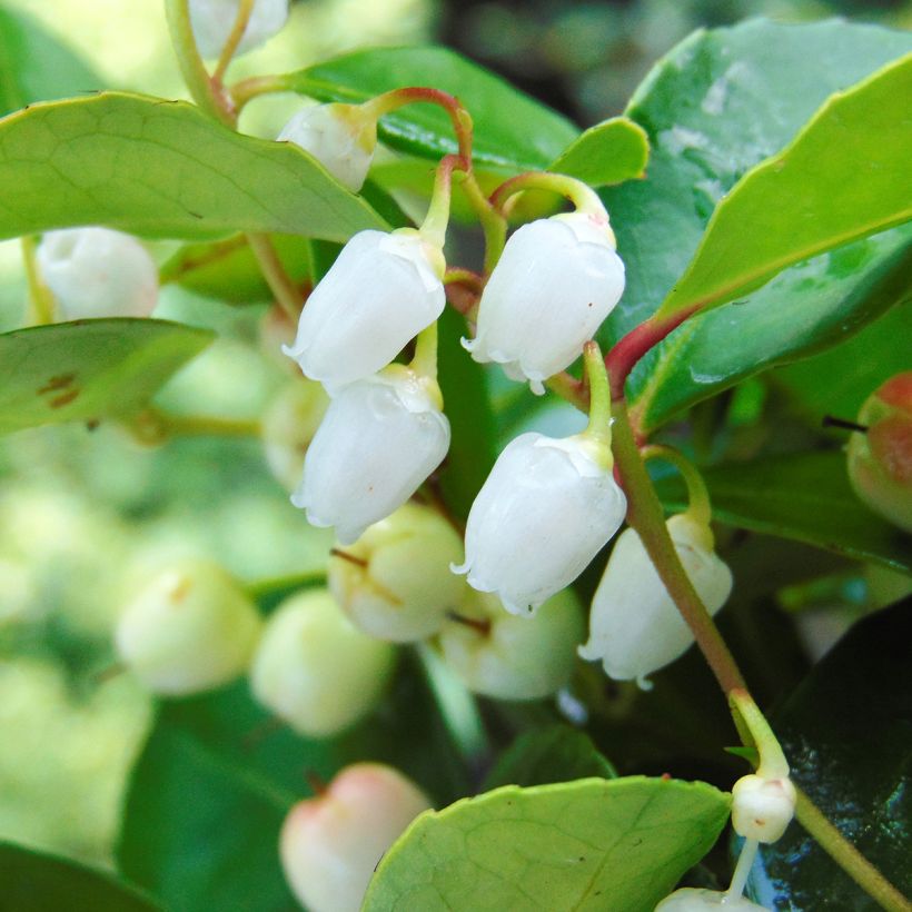 Gaultheria procumbens (Floração)