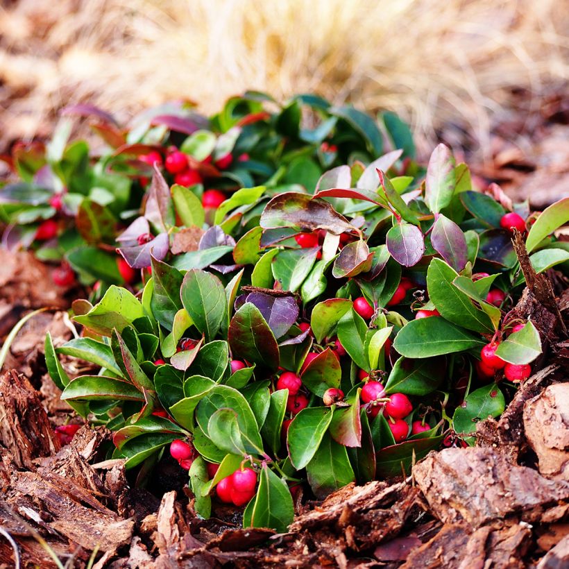 Gaultheria procumbens (Hábito)