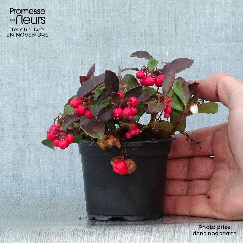 Amostra de Gaultheria procumbens Vaso de 8/9 cm tal como entregue no outono