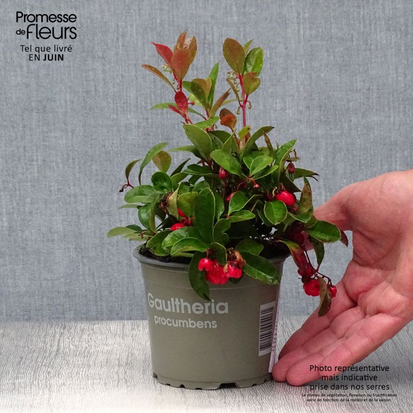 Amostra de Gaultheria procumbens Vaso de 8/9 cm tal como entregue no verão