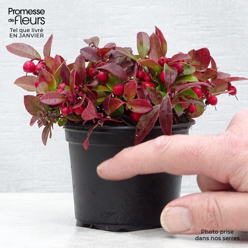 Amostra de Gaultheria procumbens Vaso de 8/9 cm tal como entregue no inverno