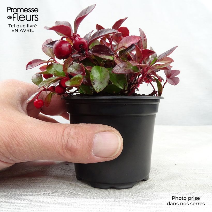 Amostra de Gaultheria procumbens Vaso de 8/9 cm tal como entregue na primavera