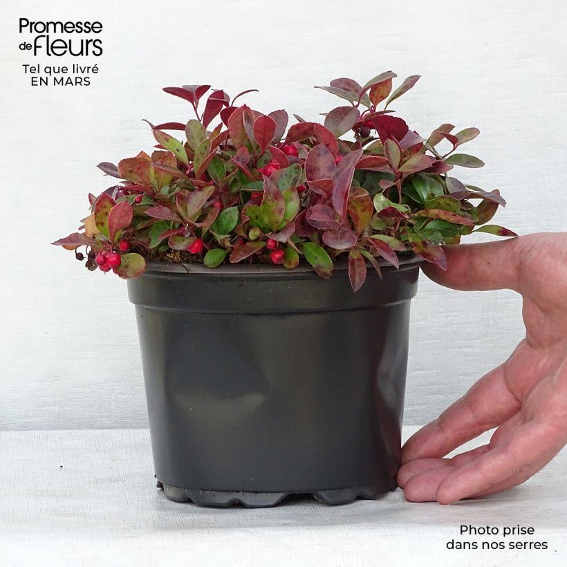 Amostra de Gaultheria procumbens Vaso de 2 L/3 L tal como entregue no inverno