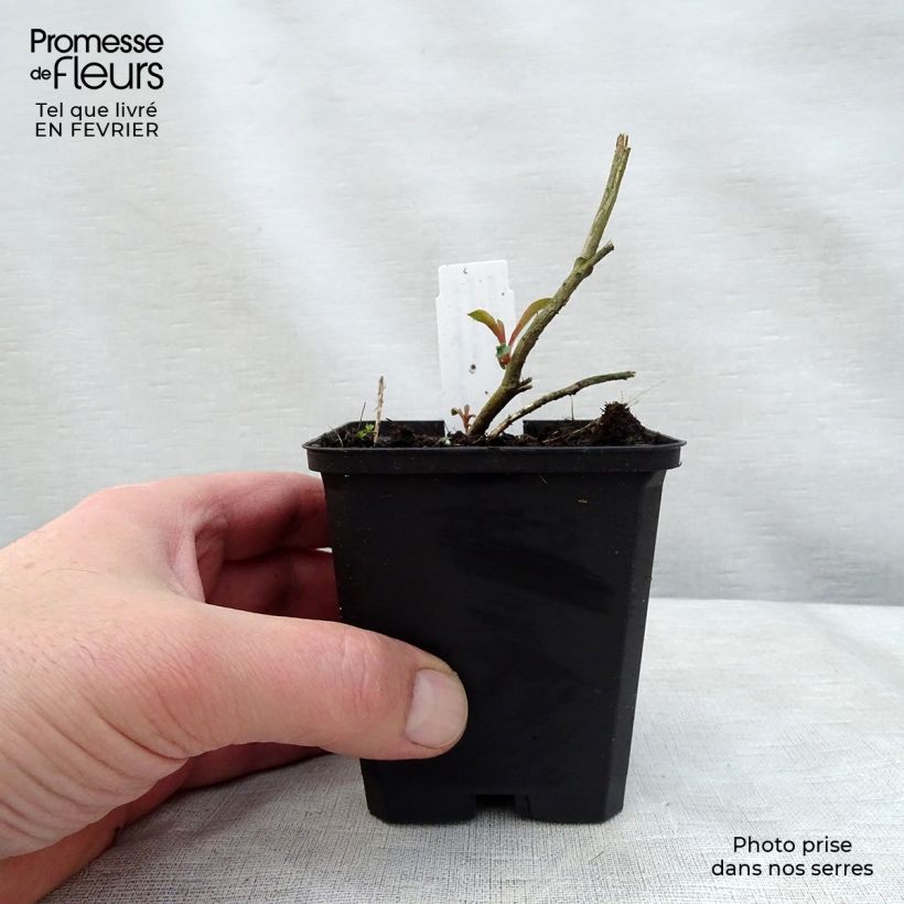 Amostra de Gaura lindheimeri Crimson Butterfly Vaso de 8/9 cm tal como entregue no inverno