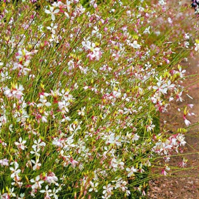 Gaura lindheimeri Snowstorm (Hábito)