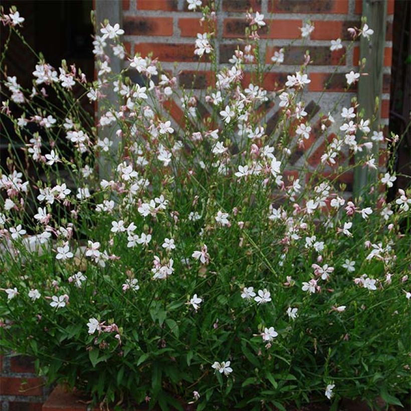 Gaura lindheimeri Branca (Hábito)