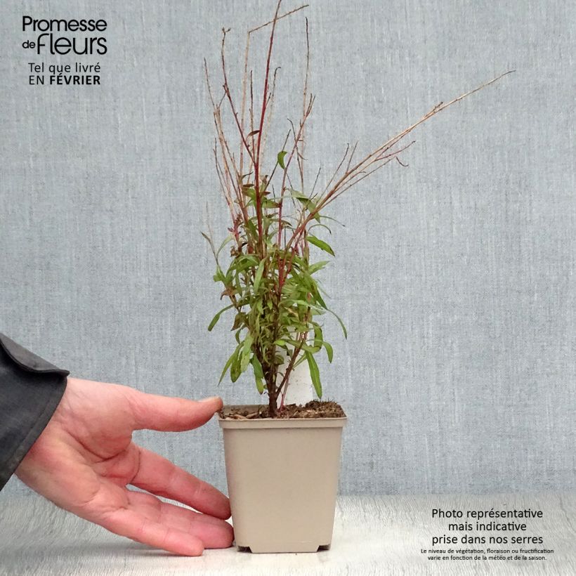 Amostra de Gaura lindheimeri Baby Butterfly Dark Pink Vaso de 8/9 cm tal como entregue no inverno