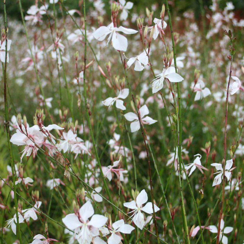 Gaura lindheimeri Branca (Floração)