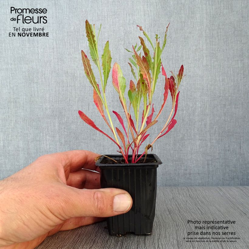 Amostra de Gaura lindheimeri Branca Vaso de 7/8 cm tal como entregue no outono