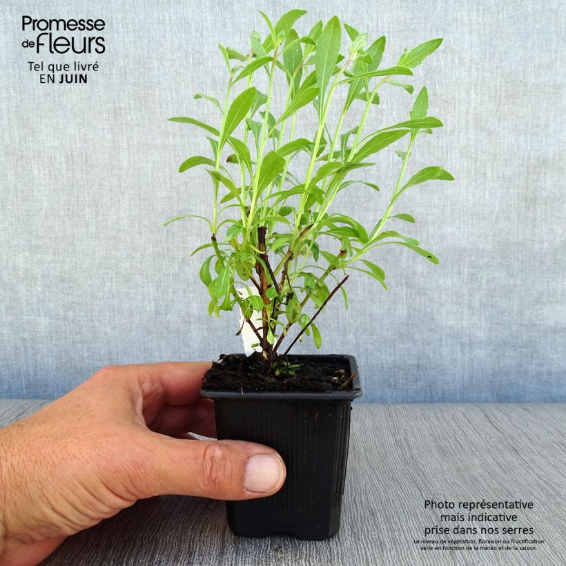 Amostra de Gaura lindheimeri Branca Vaso de 7/8 cm tal como entregue no verão
