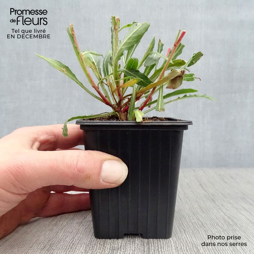 Amostra de Gaura lindheimeri Blanche - Gaura de Lindheimer  Vaso de 7/8 cm tal como entregue no inverno