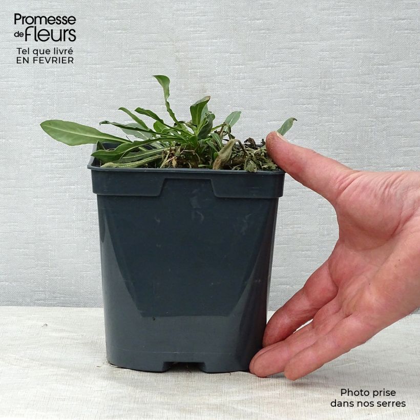 Amostra de Gaura lindheimeri Blanche - Gaura de Lindheimer  Vaso de 2 L/3 L tal como entregue no inverno