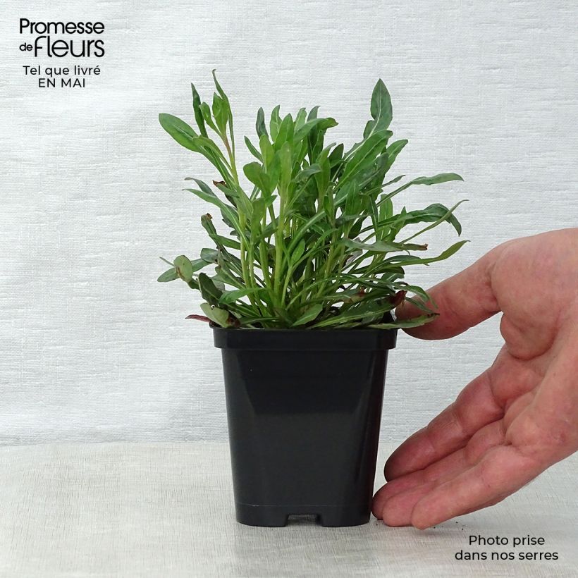 Amostra de Gaura lindheimeri Branca Vaso de 7/8 cm tal como entregue na primavera