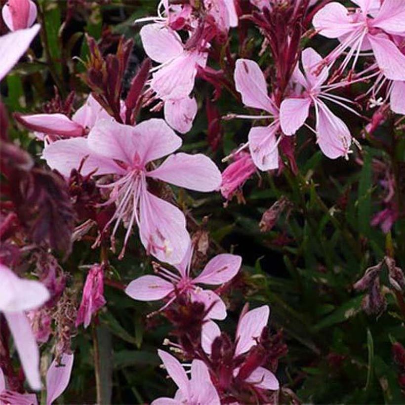 Gaura lindheimeri Blaze (Floração)
