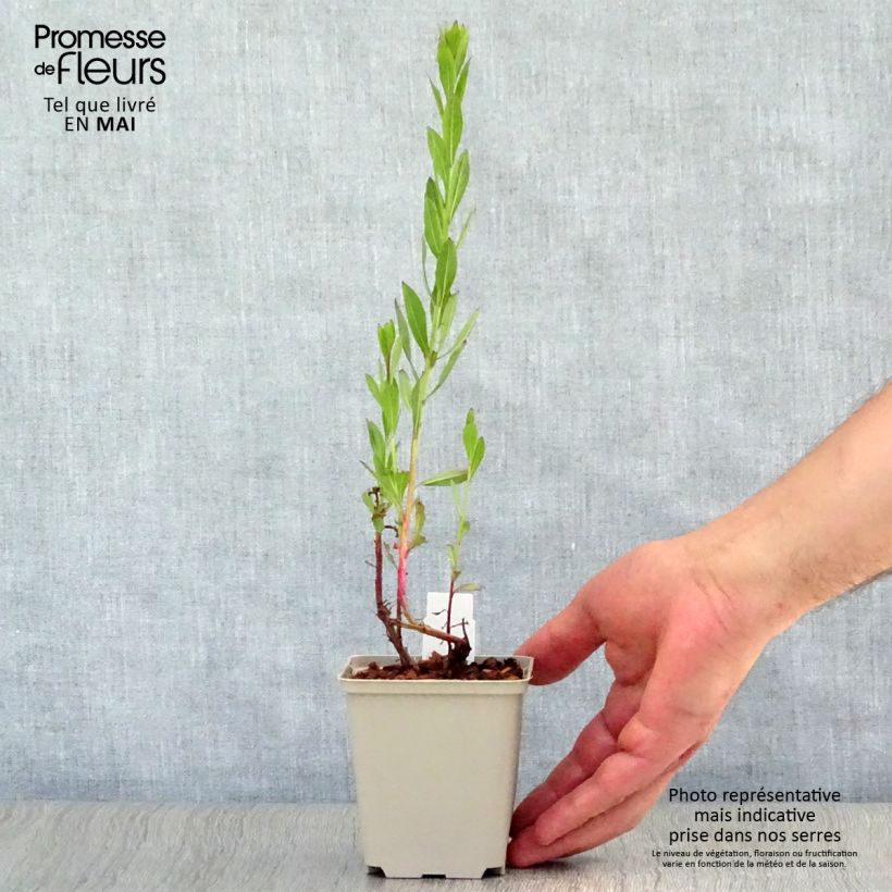 Amostra de Gaura lindheimeri Blaze Vaso de 8/9 cm tal como entregue na primavera