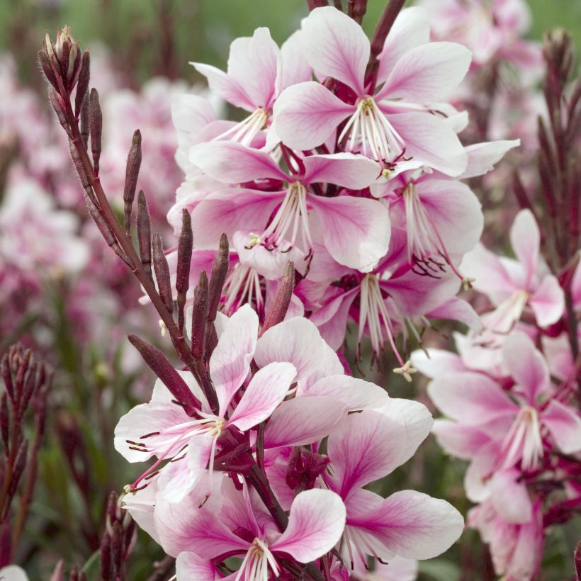 Gaura lindheimeri Cherry Brandy (Floração)