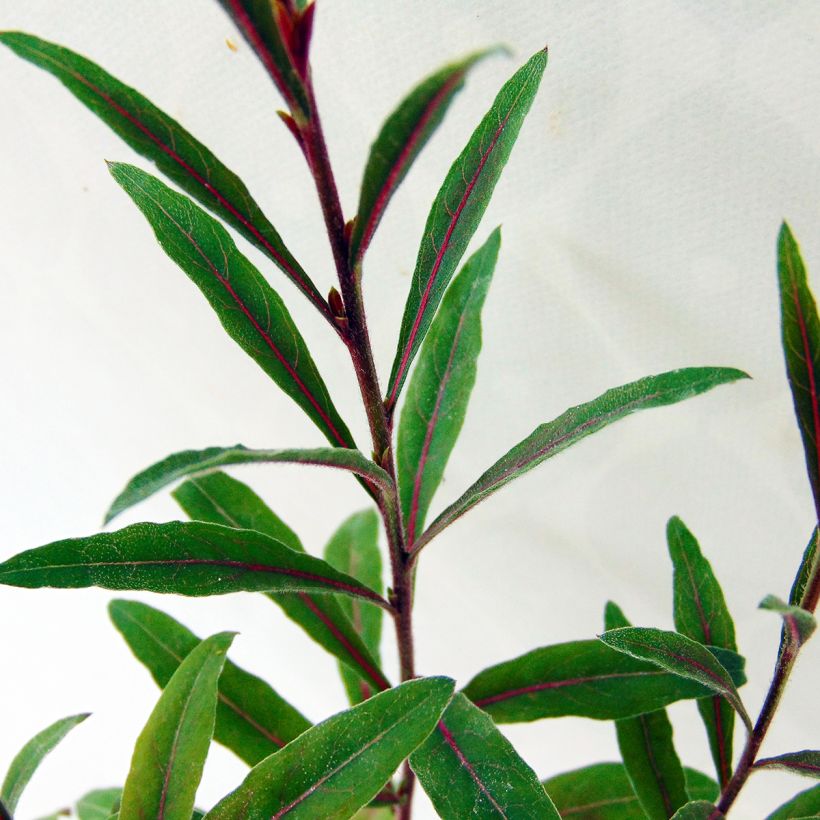 Gaura lindheimeri Cherry Brandy (Folhagem)