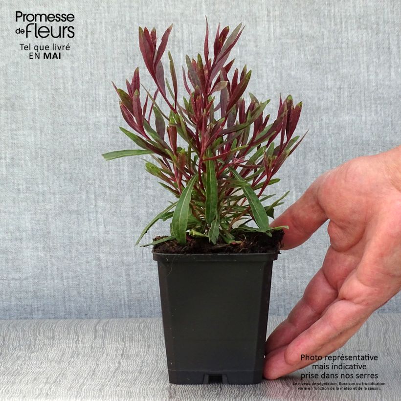 Amostra de Gaura lindheimeri Cherry Brandy Vaso de 8/9 cm tal como entregue na primavera