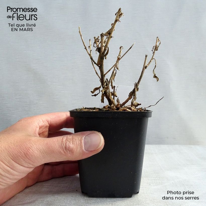 Amostra de Gaura lindheimeri Corrie's Gold - Gaura de Lindheimer à feuillage panaché Vaso de 8/9 cm tal como entregue no inverno