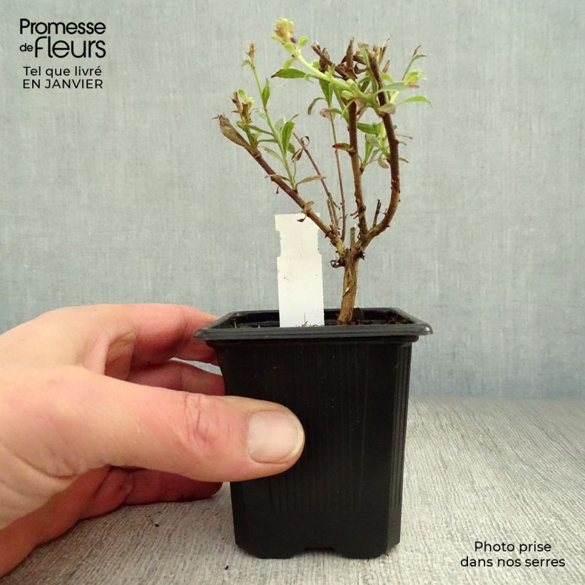 Amostra de Gaura lindheimeri Freefolk Rosy Vaso de 8/9 cm tal como entregue no inverno