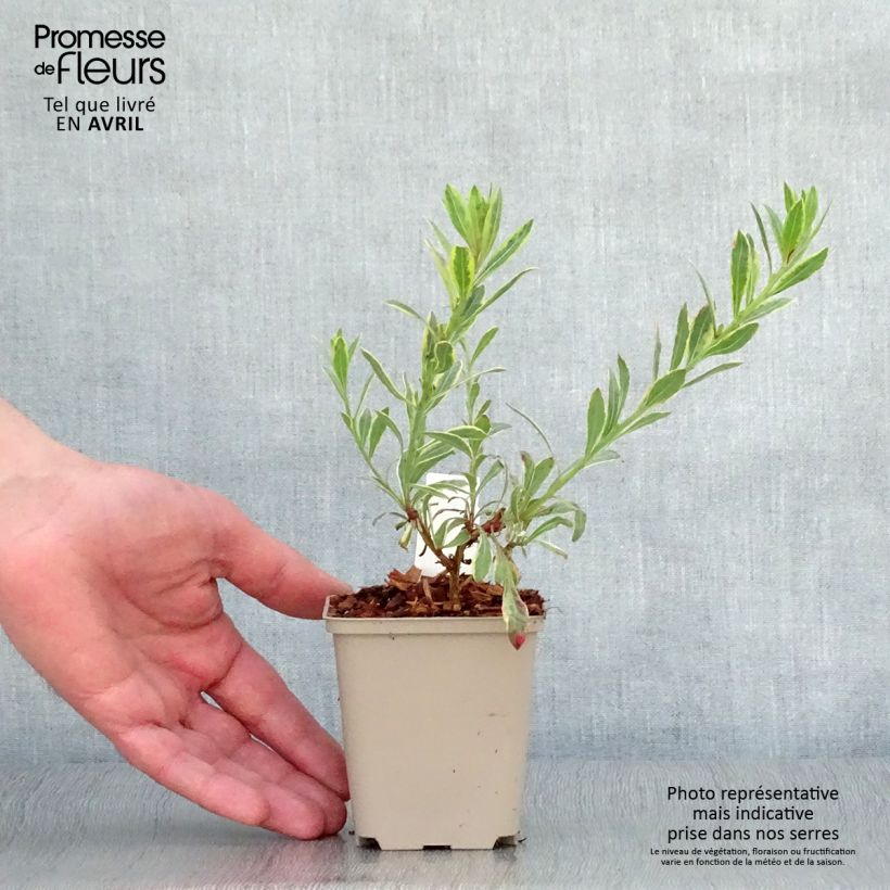 Amostra de Gaura lindheimeri Freefolk Rosy Vaso de 8/9 cm tal como entregue na primavera