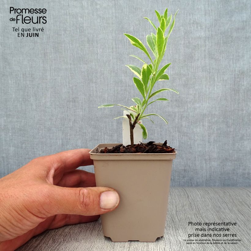 Amostra de Gaura lindheimeri Freefolk Rosy Vaso de 8/9 cm tal como entregue no verão