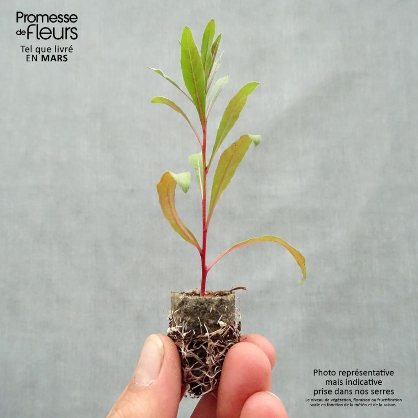 Amostra de Gaura lindheimeri Lillipop Pink Mini-torrão Ø 1,5/2,5 cm tal como entregue na primavera