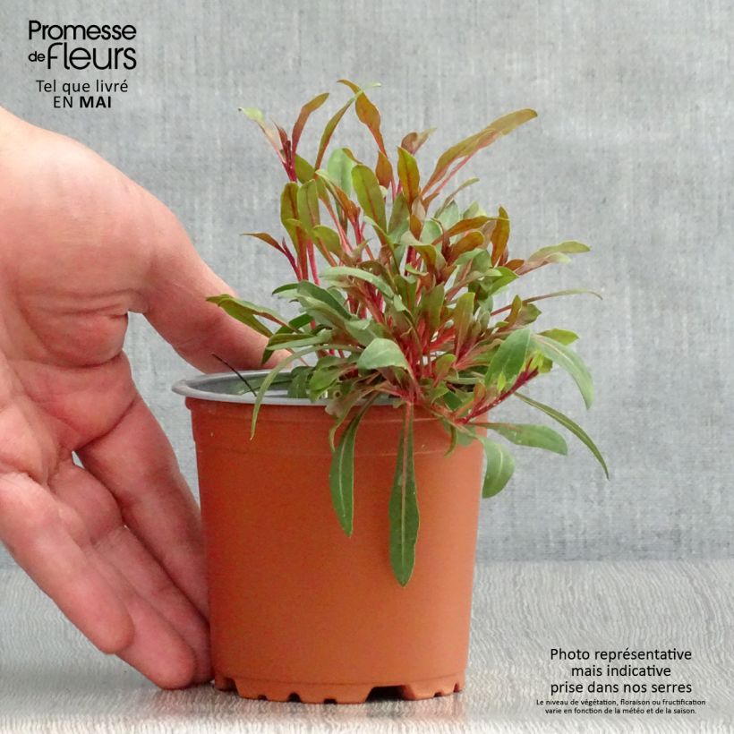Amostra de Gaura lindheimeri Lillipop Pink Vaso de 8/9 cm tal como entregue na primavera
