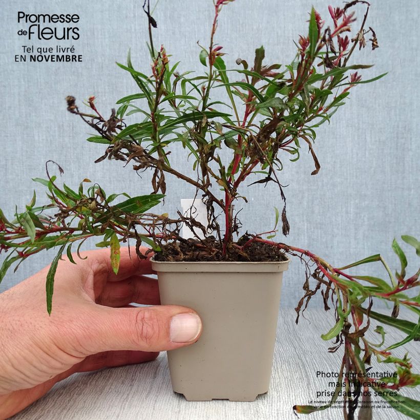 Amostra de Gaura lindheimeri Passionate Blush Vaso de 8/9 cm tal como entregue no outono