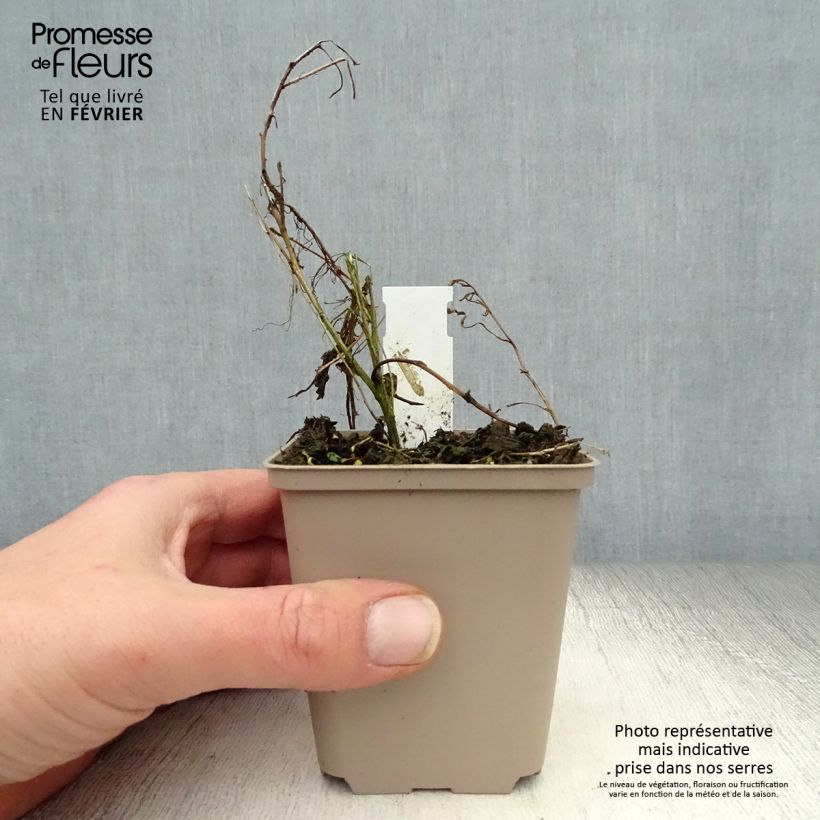 Amostra de Gaura lindheimeri Passionate Blush  Godet de 8/9 cm tal como entregue no inverno