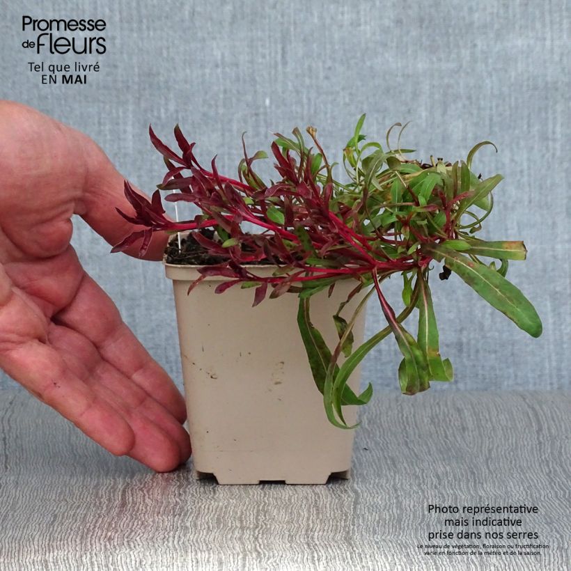 Amostra de Gaura lindheimeri Passionate Blush Vaso de 8/9 cm tal como entregue na primavera