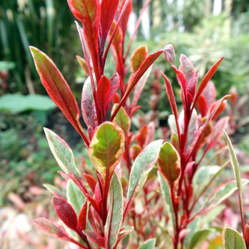 Gaura lindheimeri Passionate Rainbow (Folhagem)